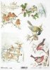 zima, ptak, sikorka, sikorki, rudzik, ptaszek, ptaszki, ostrokrzew, śnieg, winter, bird, tit, redstart, holly, snow, Winter, Vogel, Meise, Gartenrotschwanz, Stechpalme, Schnee, invierno, pájaro, herrerillo, pájaro, acebo, nieve